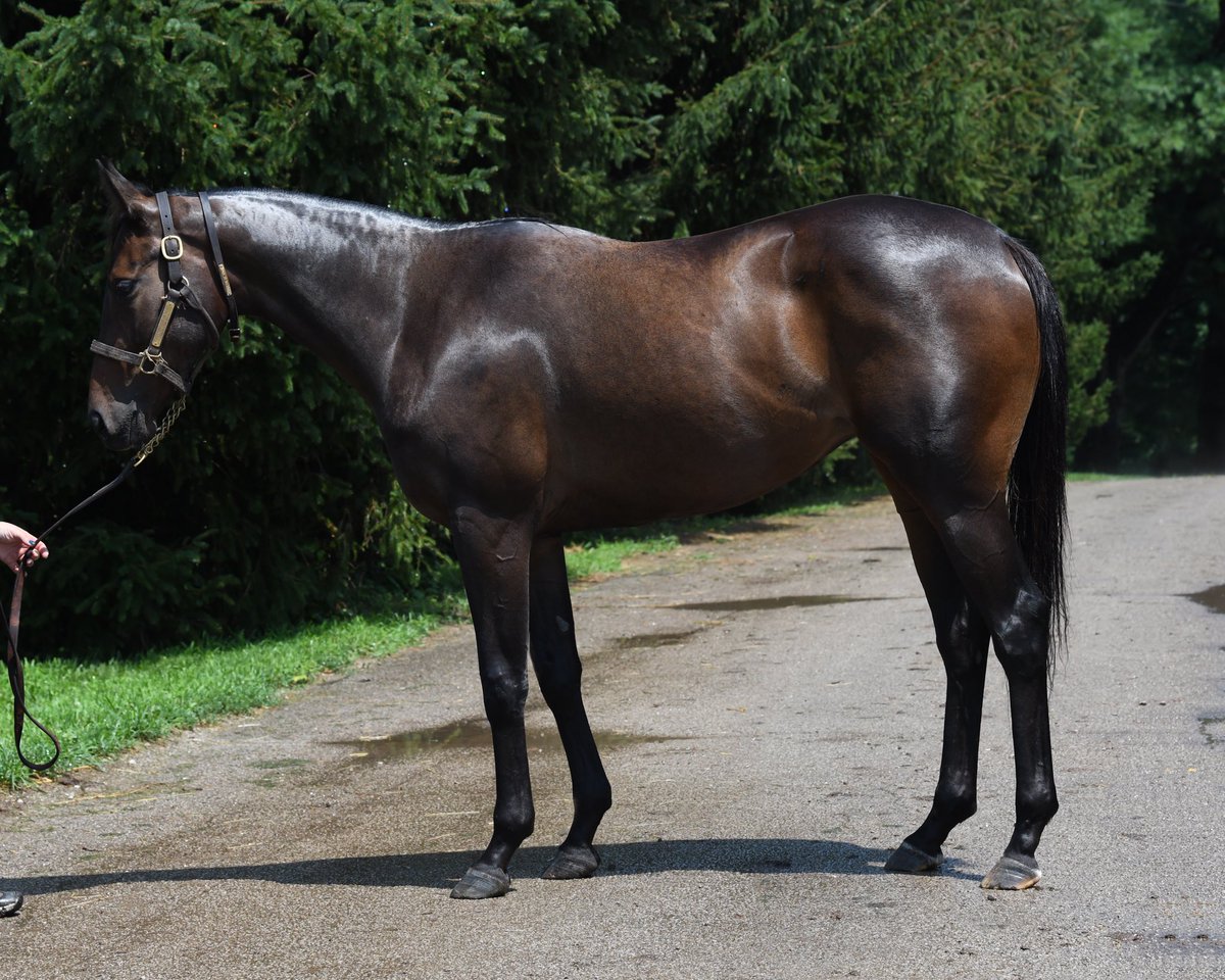 White Pine Thoroughbreds (@whitepinetb) on Twitter photo FOR SALE: Speedy NY-bred, NY-sired 2yo filly by Central Banker. Worked solidly through the Spring and showed some talent; going back under tack and ready to get back to work! Justin@whitepinethoroughbreds.com FOR SALE: Speedy NY-bred, NY-sired 2yo filly by Central Banker. Worked solidly through the Spring and showed some talent; going back under tack and ready to get back to work! Justin@whitepinethoroughbreds.com