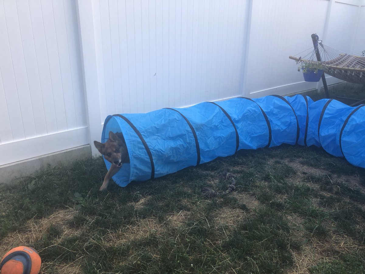 sassafraslowrey's tweet photo. Charlotte is so excited - the postal worker brought her a very big very exciting new training toy! #agilitydog #backyardagility #dogsoftwitter #dogtraining https://t.co/vIAtoLnWv4