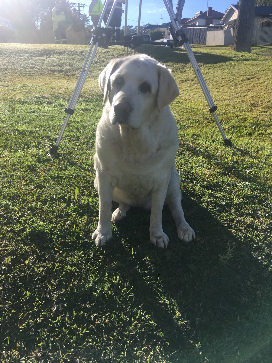em_c_murphy's tweet photo. 14 yr old Oscar is recovering after being caught out in the water this morning @nbnnews https://t.co/BRfic43wzu