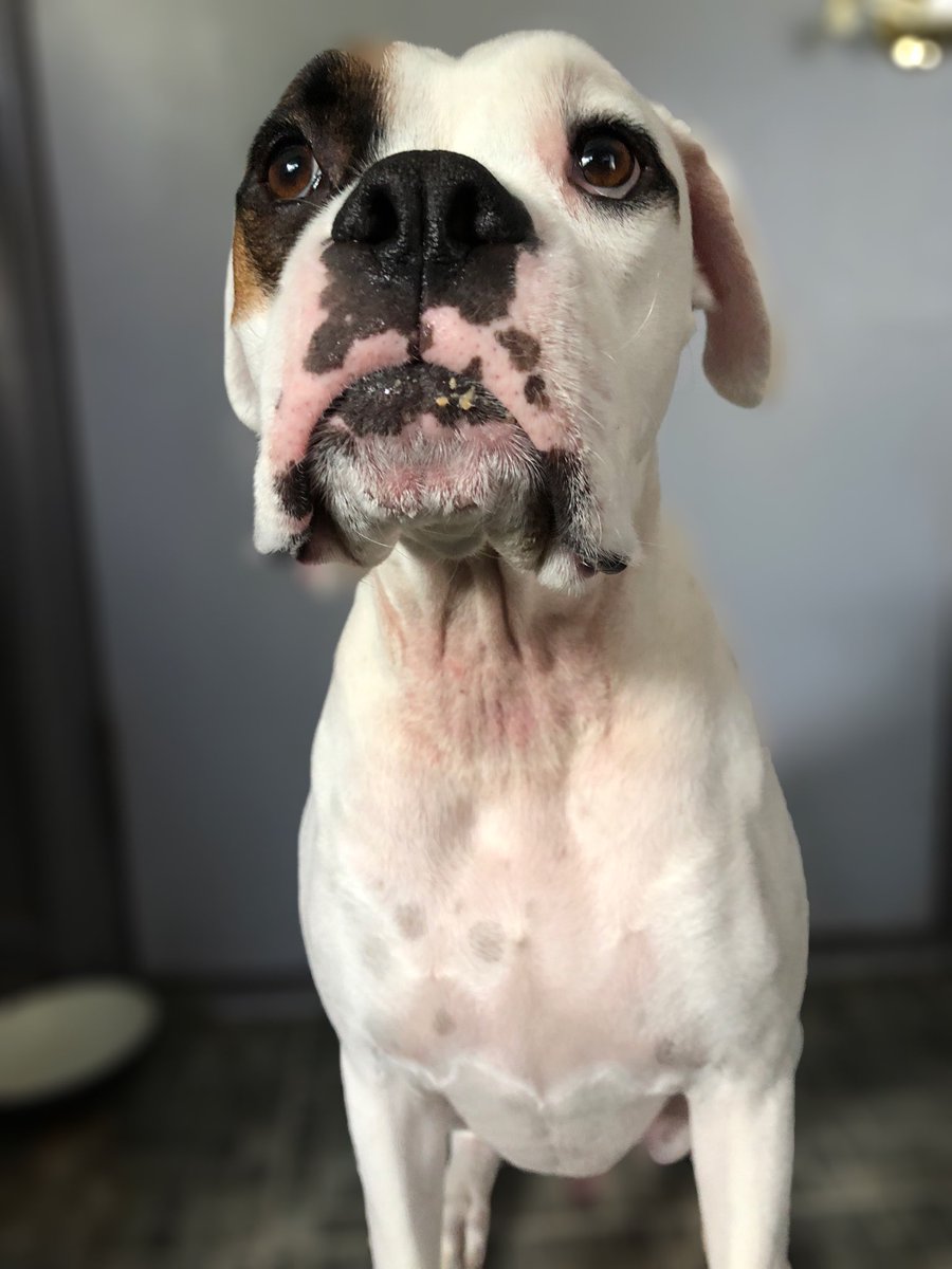 BoxerDaisy's tweet image. My brother, Jasper, is improving! 🎉 
Dad’s been treating his neck with colloidal silver (spray) and a burn gel to stop the itch. This helped greatly. Yesterday, new antibiotics were also prescribed. Hopefully he continues to tolerate them. If not, a skin scrape (ind. lab).
