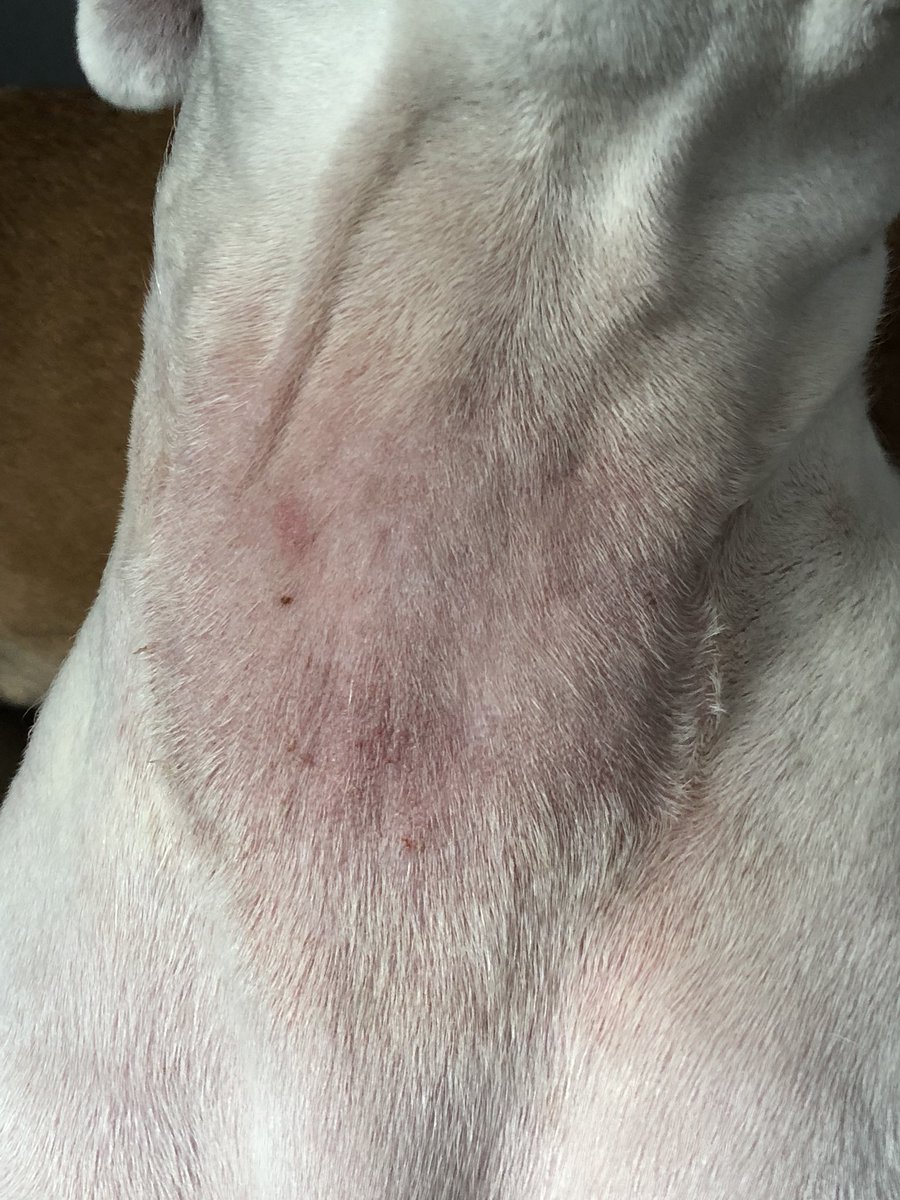 BoxerDaisy's tweet image. My brother, Jasper, is improving! 🎉 
Dad’s been treating his neck with colloidal silver (spray) and a burn gel to stop the itch. This helped greatly. Yesterday, new antibiotics were also prescribed. Hopefully he continues to tolerate them. If not, a skin scrape (ind. lab).