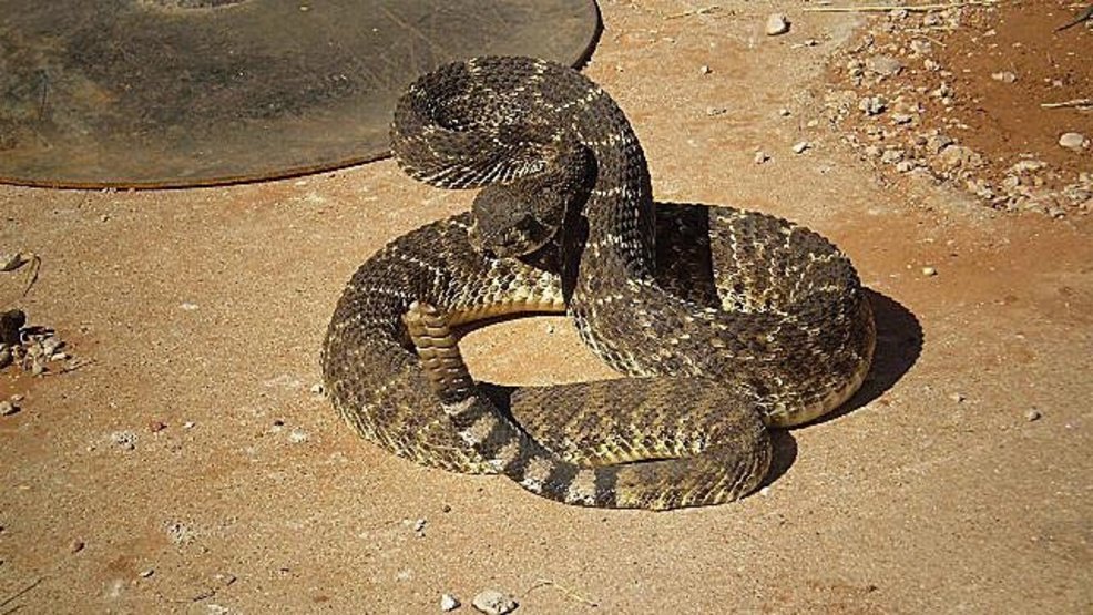 Tulsa S Channel 8 On Twitter Six Foot Snake Falls From Ceiling
