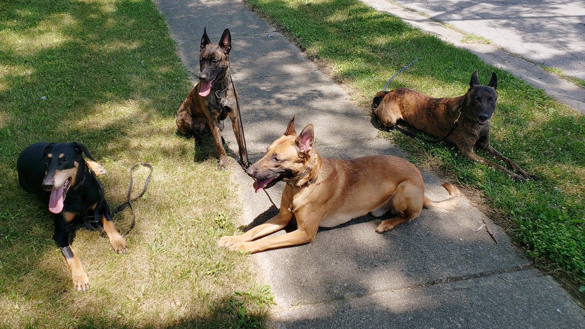 DogSatori's tweet photo. Just a little break during our walk today. 4 happy dogs... 1 happy trainer. 
Let's get out there training with your dog today. (937) 620-0017 https://t.co/gc4jX03kis 
#dayton #dogs #dogtraining #miamivalley #obedience #puppytraining
#daytondogtraining #daytondog #daytondogs https://t.co/TZSyE6Zjcm