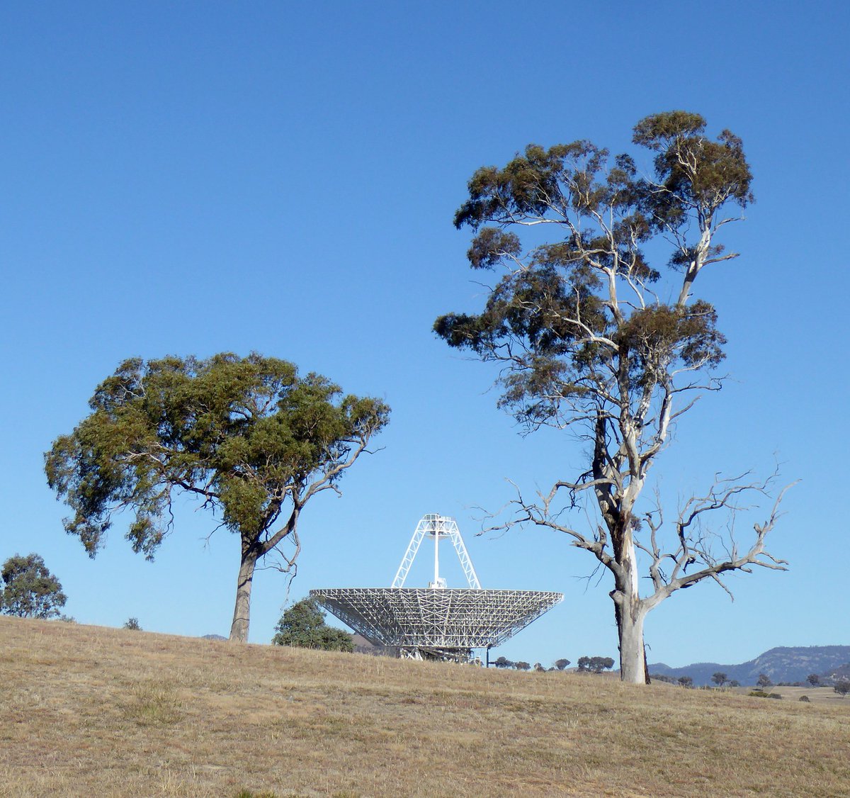 Photo of two trees either side of a large antenna dish.