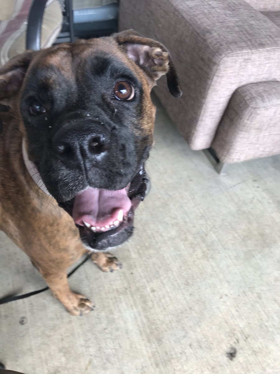 SteveSimeone's tweet photo. I just found this sweetie at Colfax and Riverside in Studio City. Please help me find her owner. She’s a boxer with a pink collar and St. Francis medal. https://t.co/JMiGaiQQdC