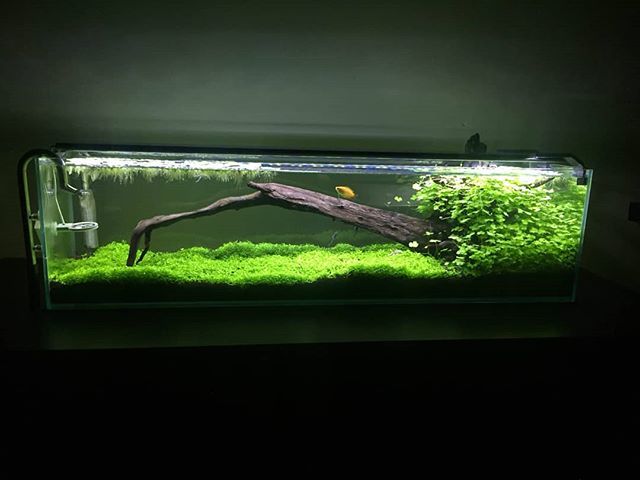 Aquamaxx Aquariums We Re Getting A Lot Of Love On Reddit This Is From Redditor Brock Nation My 12 Gallon Long The Dimensions Are Great Aquamaxx Aquamaxxaquaria 12long Lowironglass Fishtank Freshwaterplantedtank Freshwater
