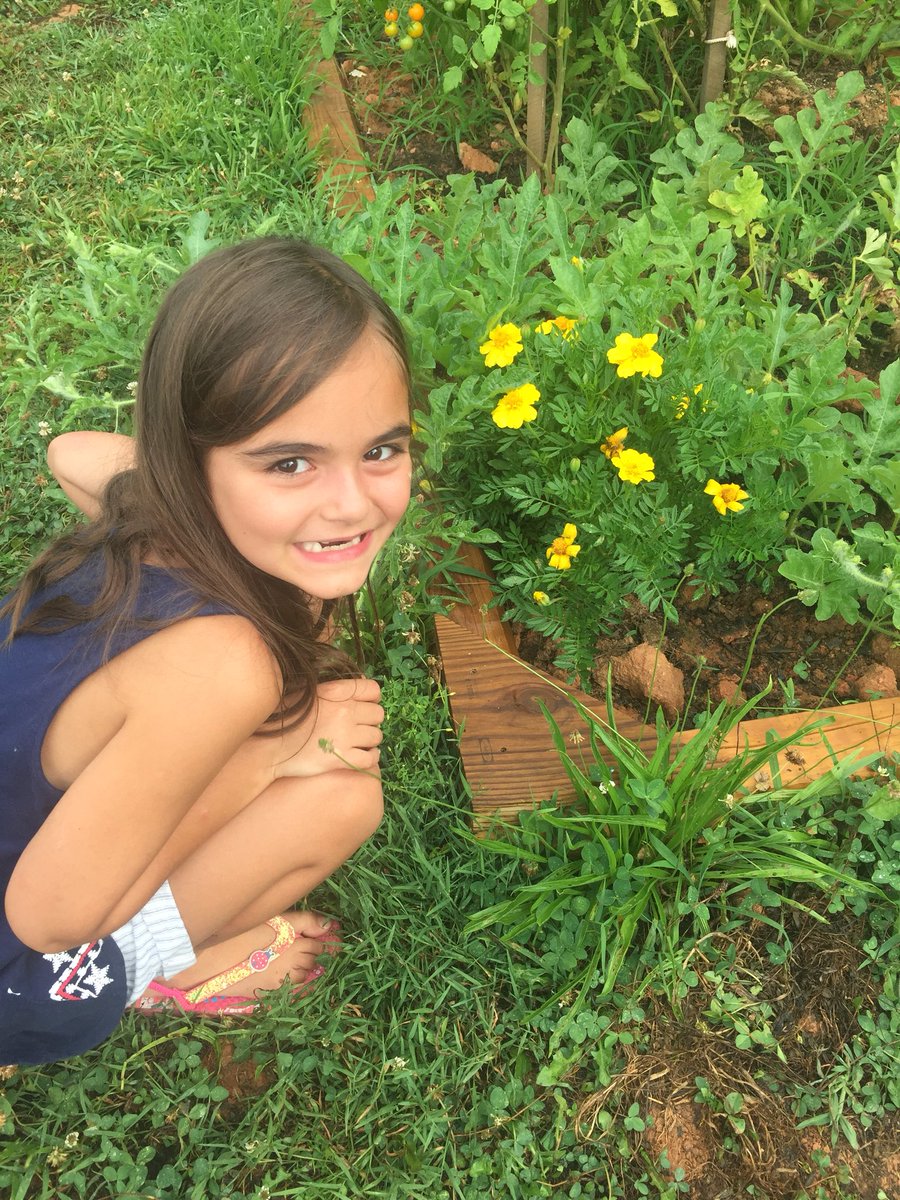 theweberworld's tweet photo. These are my #lessonsonthehomestead today! My daughter begged my husband to buy a pack of marigolds that were on the “dying rack” at Lowe’s. They were 6 for $1 and they looked pitiful! Well they planted them in our garden and they survived! Never give up! https://t.co/55wp7HYT6Q