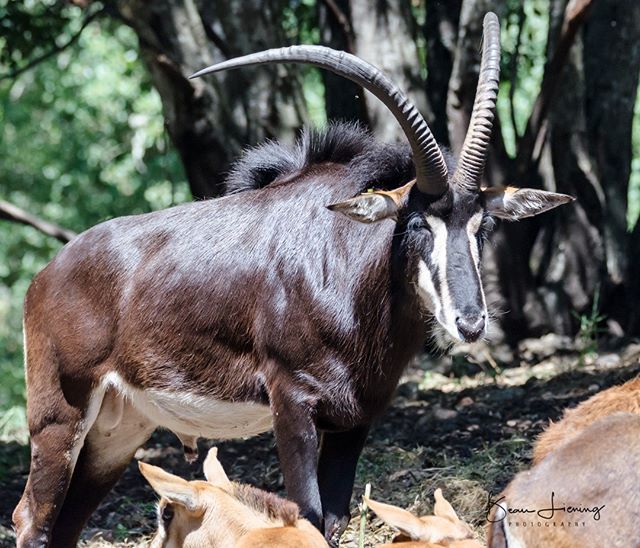 LieningBeau's tweet photo. Sable Antelope #SafariWest #photography #photographyislife #photographylover #justgoshoot #xposuremag #animal_captures #animal_fanatics #wildlifephotography #wildlifephoto #wildlifelovers #natgeowild #natgeo #natgeowildlife #wildlifeperfection @natgeo @na… https://t.co/HnTpY9Q2Hb