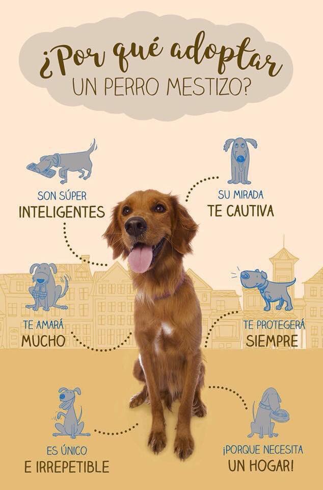 VetsAppCo's tweet photo. @Proyecto4Patas  créditos https://t.co/Yb0C0o9B0Q