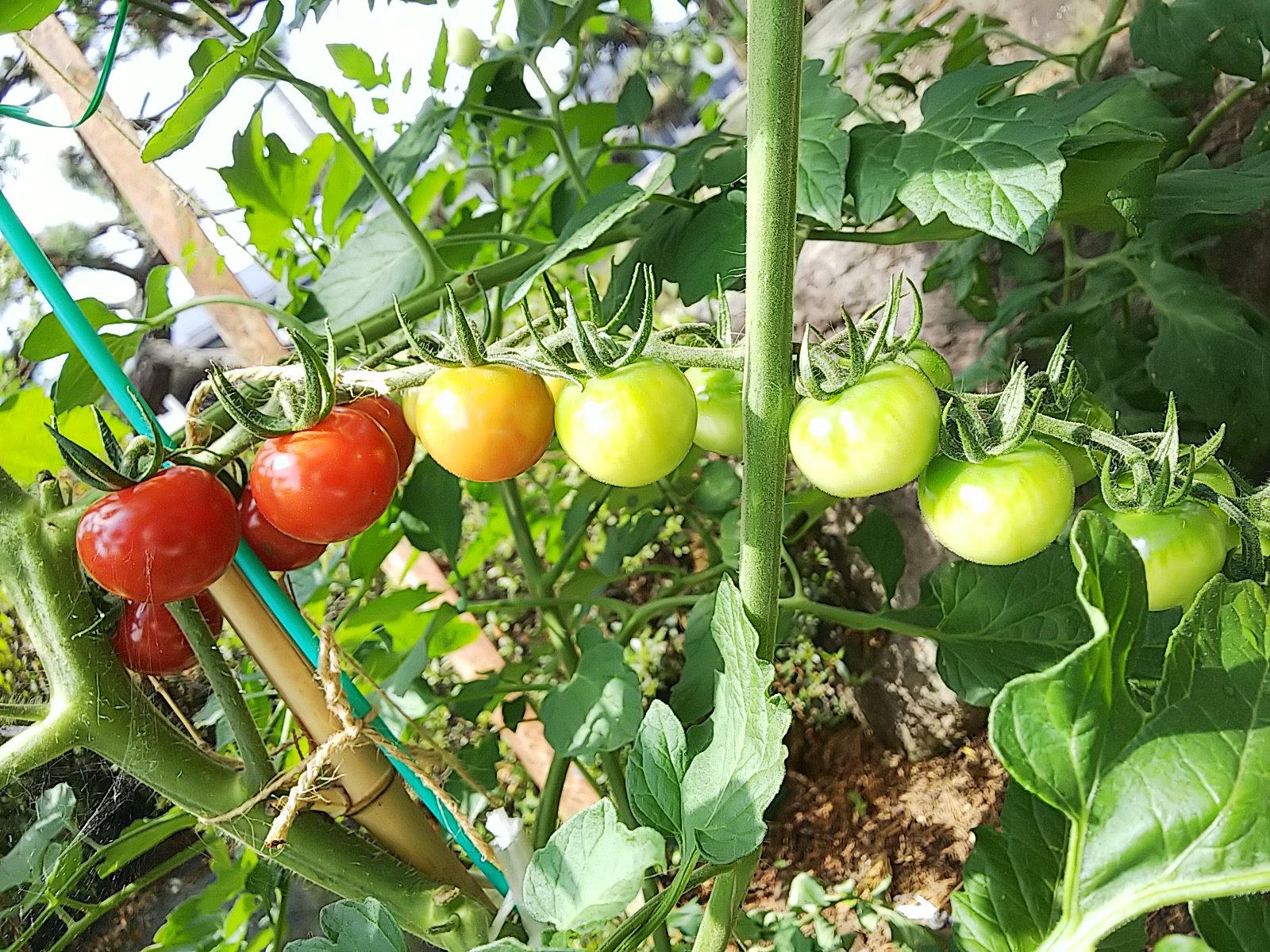 信州発 家庭菜園 Q S Natural Garden ミニトマト の ピンキー 赤 と キラーズ 黄 です どっちがどっちか忘れてしまった 色づいてこないと分かりませんね T Co Hhstowmkio Twitter