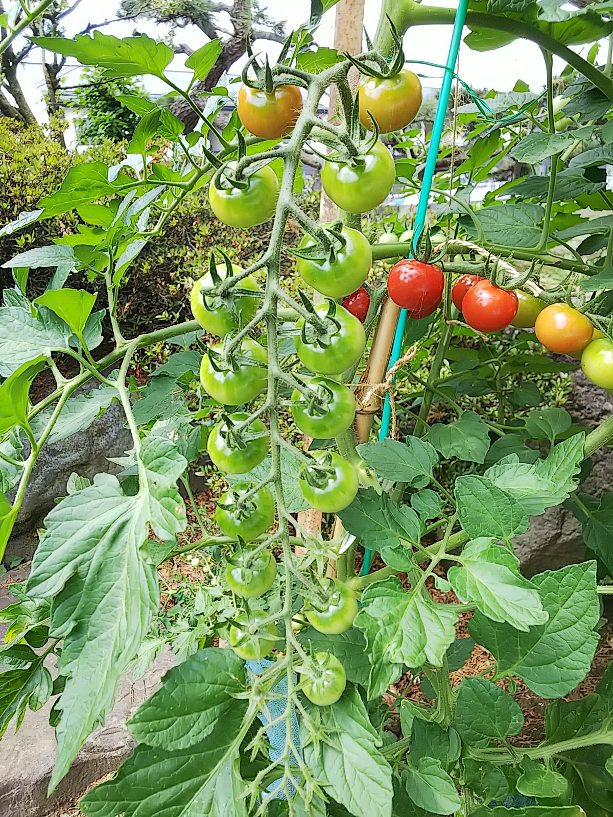 信州発 家庭菜園 Q S Natural Garden ミニトマト もそろそろ終盤 小粒な感じになってきました 最後に咲いた ミニひまわり と一緒にパチリ ピンキー キラーズ トマト てしまの苗屋 ビンセントクリアオレンジ サカタのタネ 切り花