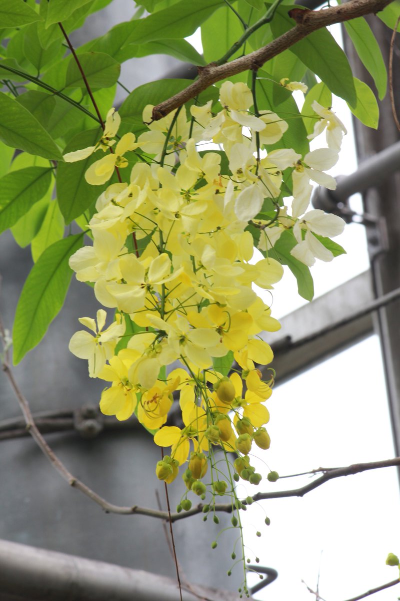 咲くやこの花館 熱帯花木室にて ナンバンサイカチ が開花いたしました 枝のところどころで房状に垂れて咲く姿から ゴールデン シャワーツリー とも呼ばれています 花は鮮やかな黄色で とてもさわやかですね 咲くやこの花館 ナンバン
