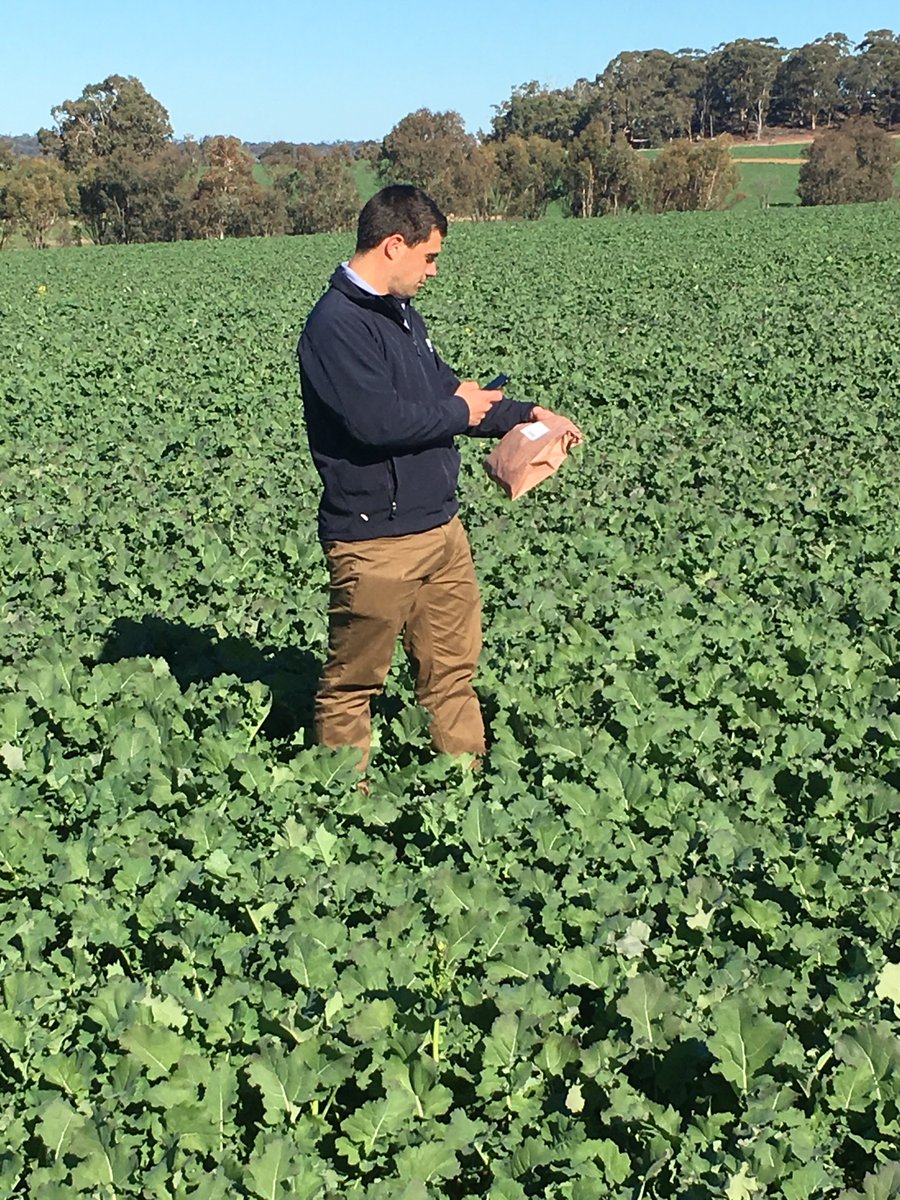 CSBPfertilisers's tweet image. Rowan plant sampling canola in Williams. Samples have been sent to the #CSBPlab to check nutrient status #plantsampling #NUlogic