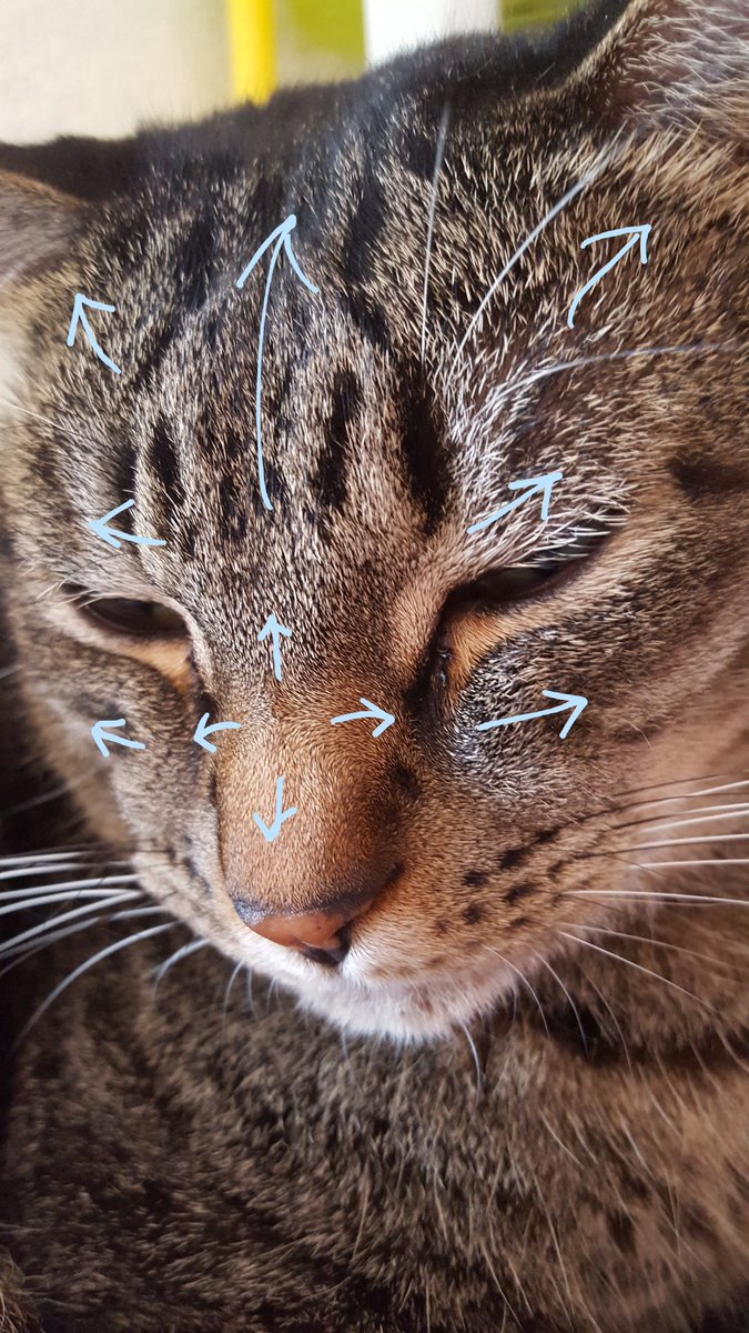 猫さんの毛の流れを図解したイラストのもふもふっぷりがすごいし参考になる 鼻のところが猫のつむじ Togetter 猫さんの毛の流れを図解したイラストのもふもふっぷりがすごいし参考になる 鼻のところが猫のつむじ Togetter