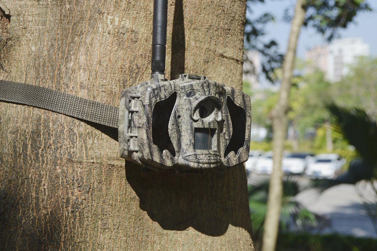 Bolymedia's tweet photo. The new version of MG984G-30M supports icloud storage. You can chooses one of the three classes: icloud storage, sms, email. And bringing a brand new experience of trailing wild animals.
#trailcamera #huntingcamera
#deercamera #wildlifecamera https://t.co/4LglQj7ScR