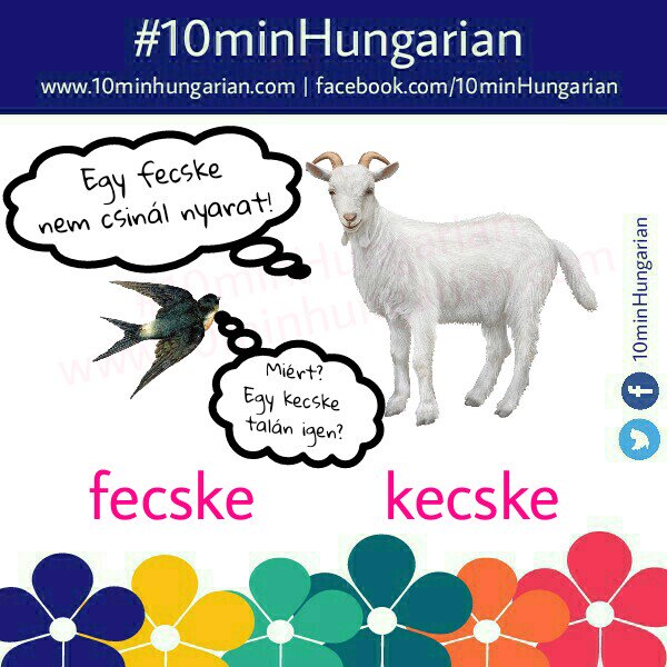 It's just a perfect day to remind you that egy fecske nem csinál nyarat (one swallow doesn't make a summer), but I'm afraid that not even a goat does.
fecske - swallow
kecske - goat
#10minHungarian #learnHungarian #BasicHungarian #magyar #magyarnyelv #Hungarian #vocabulary