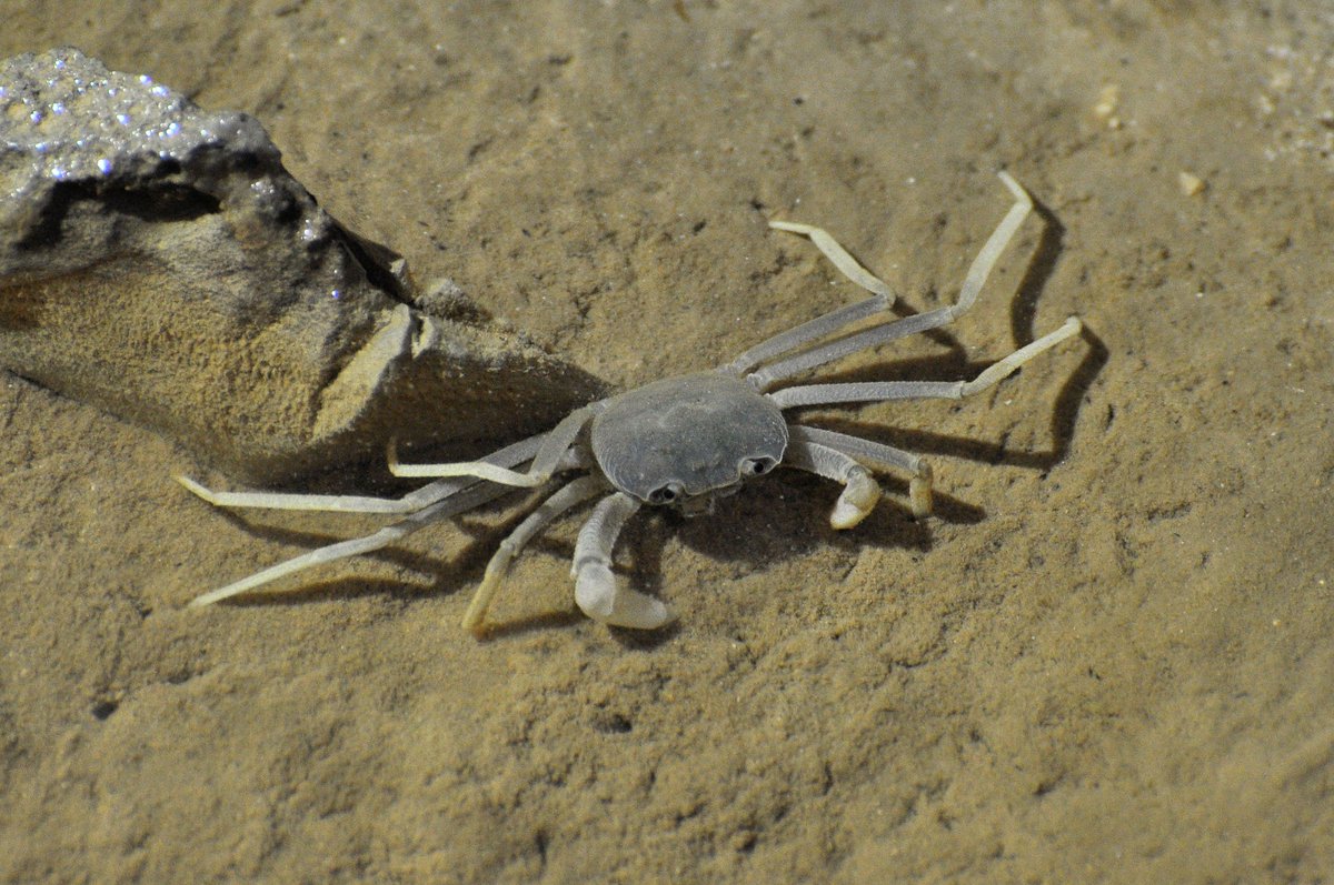 marcuschua's tweet photo. Post #ATBC2018, a small detachment of the @ottermanholt went on an adventure around Sarawak & we checked out the Fairy Cave. There were some sheath-tailed bat (Emballonura) hanging around, lots of fruit bats, and a cavernicolous FW crab described by my boss. #mammalwatching https://t.co/m4VKaZmLVc