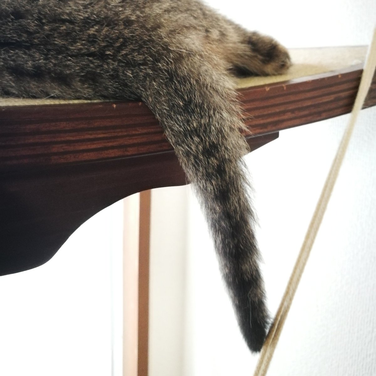 飄々 保護猫さん のしっぽ 動きのある写真を撮りたいんだけど 動きあり過ぎて撮れない 体重もそれぞれ1kgオーバーしてきました すくすくすくすく Straycats Kitty 捨て猫 捨て猫保護 子猫 ねこ部 こねこ 里親募集 静岡 里親募集