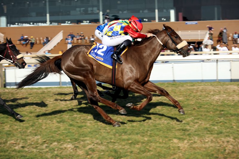 woodhillR's tweet photo. PEARL TIARA #WinnerPic
HORSE CHESTNUT x FRENCH PEARL
Race: 1400m, Maiden Plate - #Scottsville
Jockey: B Lerena
Breeder: Mr G J Armitage
Owners: Chrigor Stud
Congratulations to all connections! https://t.co/spHdIn8WPR