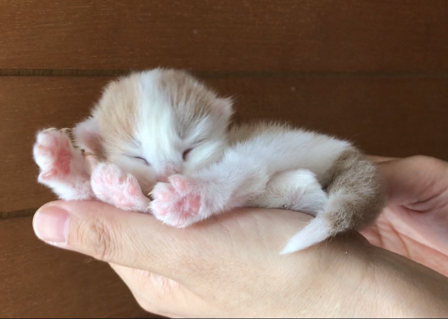 HONOKUNI_SUMIRE's tweet photo. 手の平には
ヨーロッパラインの
ノルウェージャンフォレストキャット😍💕💕
男の子です✨
オーナーさん募集です!!!
こんな可愛い色合いの子は 本当にかなかないないですよー💕💕
#ノルウェージャンフォレストキャット
#azurblue https://t.co/0FzrPmB6iy