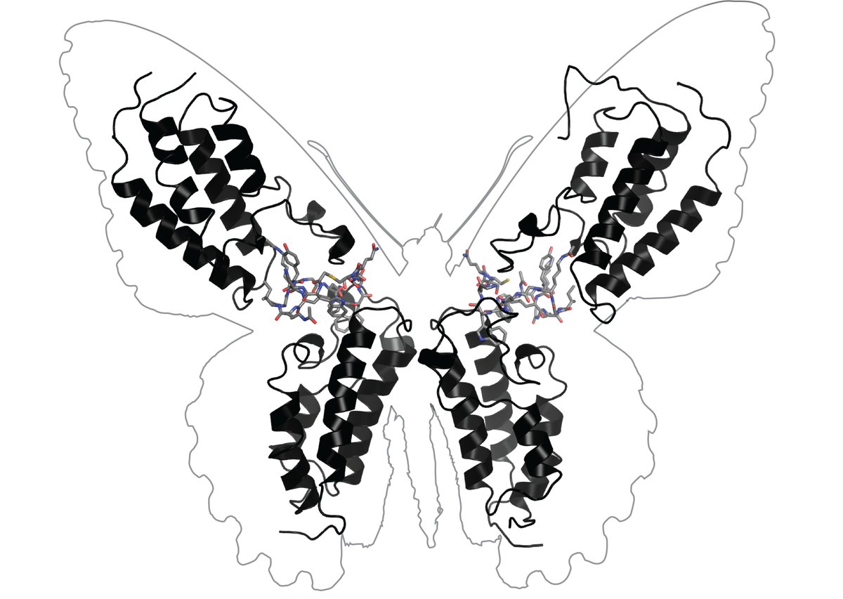 JoelPMackay's tweet photo. The elegant science of crystallography... our latest structure of a protein-peptide complex (with a little artistic licence). @sciJamesWalshe @Mackay_Matthews https://t.co/BedmaC7AKJ