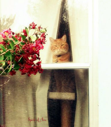 CosmicDustAra's tweet image. #AllAmericanPetPhotoDay
#windowcat #summercat
My cat waiting for me in the window to drive up, he's so
 sweet about that.