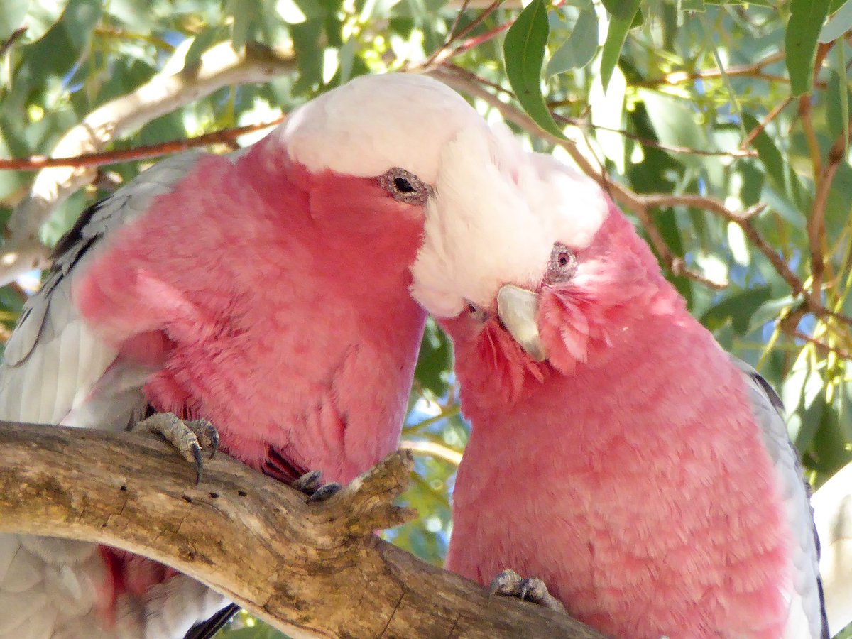 Two Galahs preening in a tree.