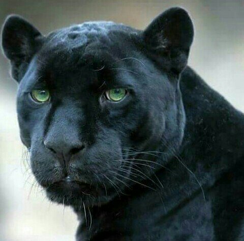 TylerDevf's tweet photo. Into the land of the living
Black bleeds orange into blue
I am coming to life
Light is breaking through
....
#BlackpantherWasKilledinThailand
#เสือดำต้องไม่ตายฟรี
... 🌏  🐾
*ขอบคุณเจ้าของภาพด้วยครับ* https://t.co/nV1Dmb2xcC