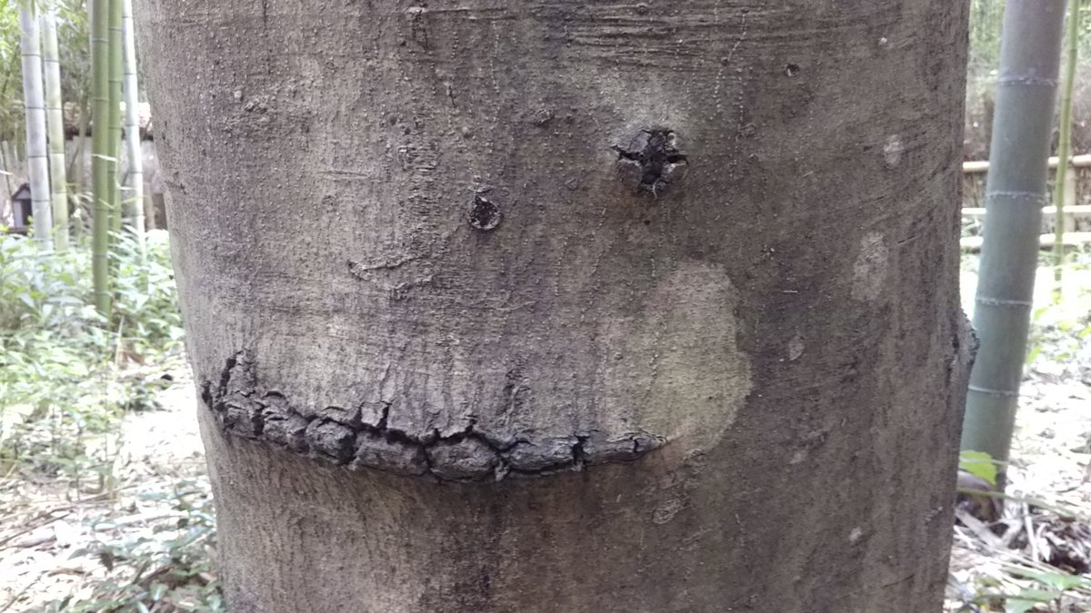 お化け画像コンテスト