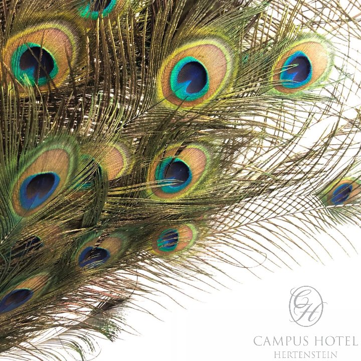 Hertenstyle's tweet photo. Feathers from our beautiful peacock Guido. #guido #peacock #feather #hertenstyle #lakelucerne #locationlocationlocation https://t.co/bbReuDypXd