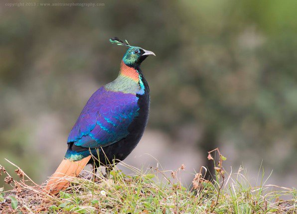 FastTourdep's tweet image. Nepal's National Bird Lophophorous  
#birdswatching   #nationalparks    #FittNepal  #FTS