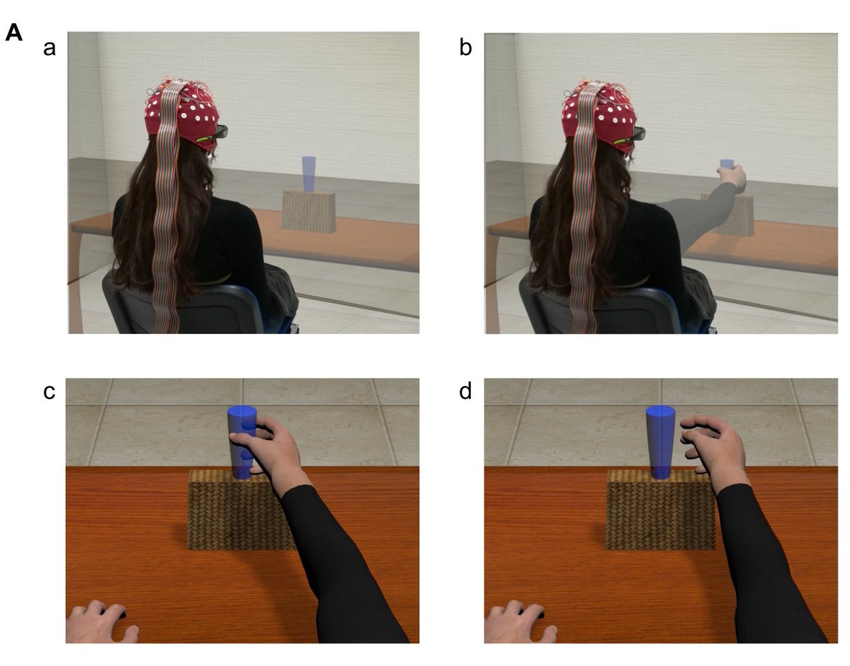 RachelePezz's tweet image. Check our last work on error monitoring!
Error-related EEG signatures depend on salience, and not frequency @JNeurophysiol @SCNL_AgliotiLab @salvatoraglioti
#actionobservation #errormonitoring #oscillations #virtualreality #prediction
physiology.org/doi/10.1152/jn…