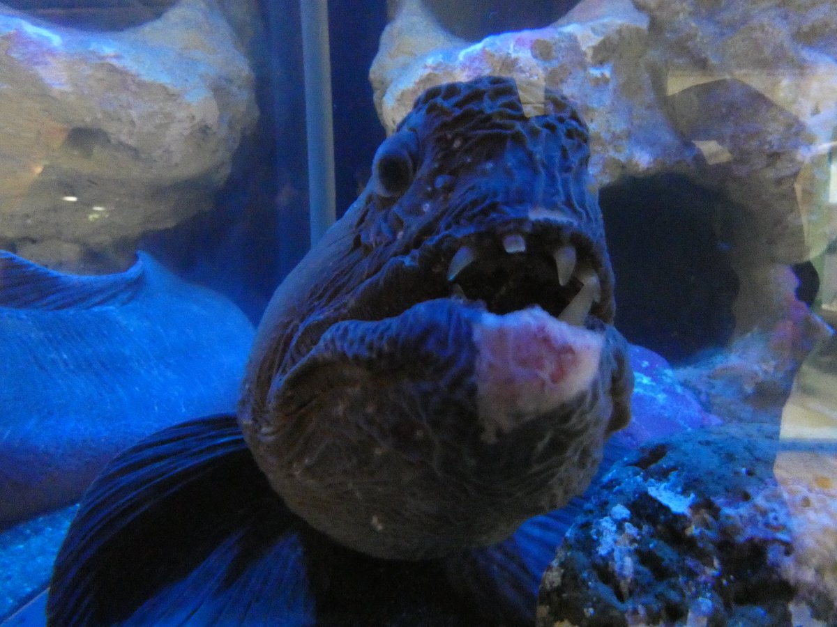ズッキー V Twitter この方にも出会えたし 牙がすごい オオカミウオ 足立区生物園