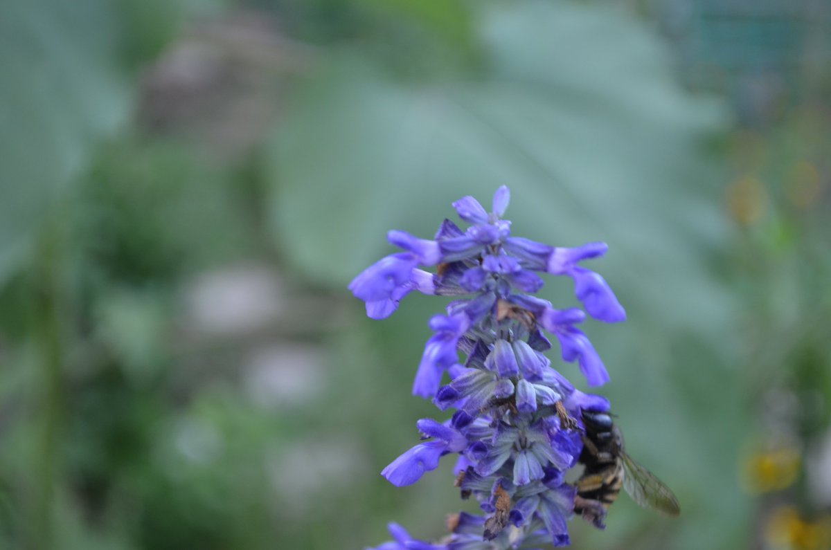 ACCmockingbird's tweet image. Salvia, a Texas native.