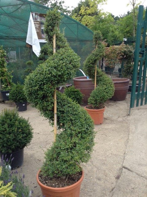 TheOtterNursery's tweet photo. We have a great selection of specimen plants. These can be big, well established, or just unique plants. We have listed a few on our website https://t.co/K2Y1i05jIo #Bigplants #SpecimenTrees #SpecimenPlants #Landscaping #Gardening #Weybridge #Surrey #Woking https://t.co/VymDnGPfhZ