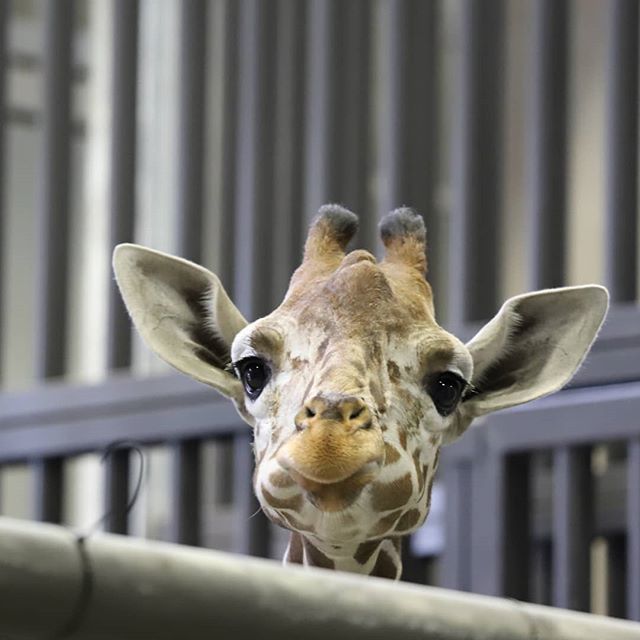 こちらもおくちいっぱいー
・
・
#円山動物園 #アミメキリン #テンスケ 
#maruyamazoo #somaligiraffe ift.tt/2Lfbo7q