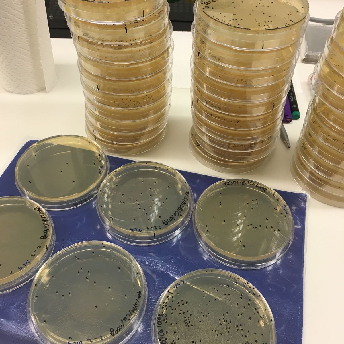 igemvienna's tweet image. A lot of counting 😓😋 #interlab #igem2018 #igemvienna #igemvienna #iGEM