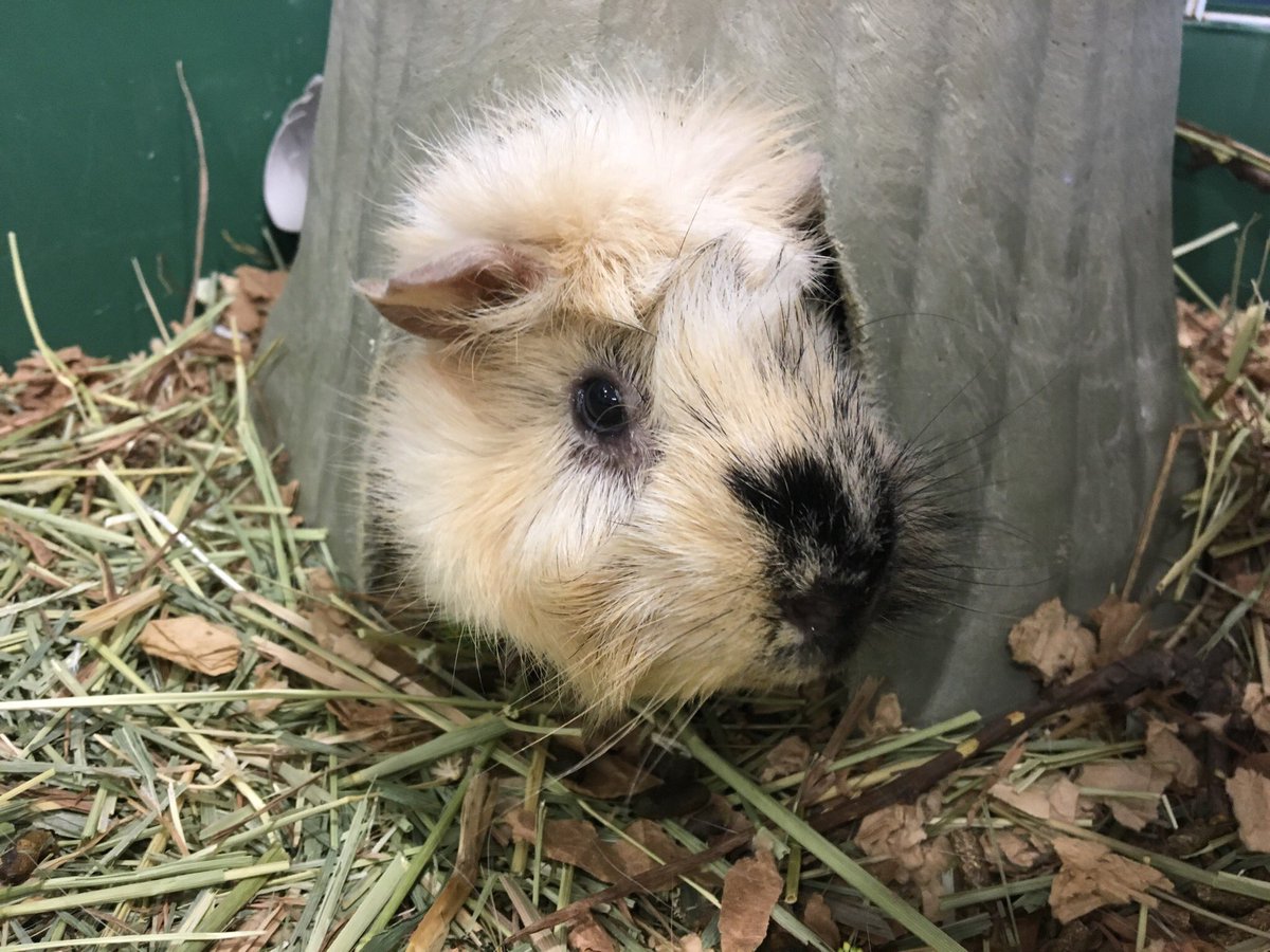 MonctonVet's tweet photo. This week we are hosting Snickers from the SPCA. Snickers is a sweetie looking forward to meeting their forever home. https://t.co/KAeSED57wX