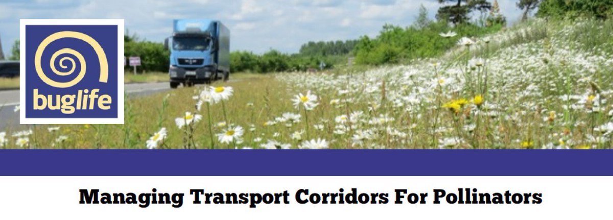 Buzz_dont_tweet's tweet photo. Transport corridors, including roads, railways, canals &amp; cycle paths provide a range of habitats &amp; features that are beneficial for pollinators. Our guide highlights why they are important &amp; how they can be managed to provide additional benefits https://t.co/AZxEeh25qH #BeesNeeds https://t.co/YVy668iWCH