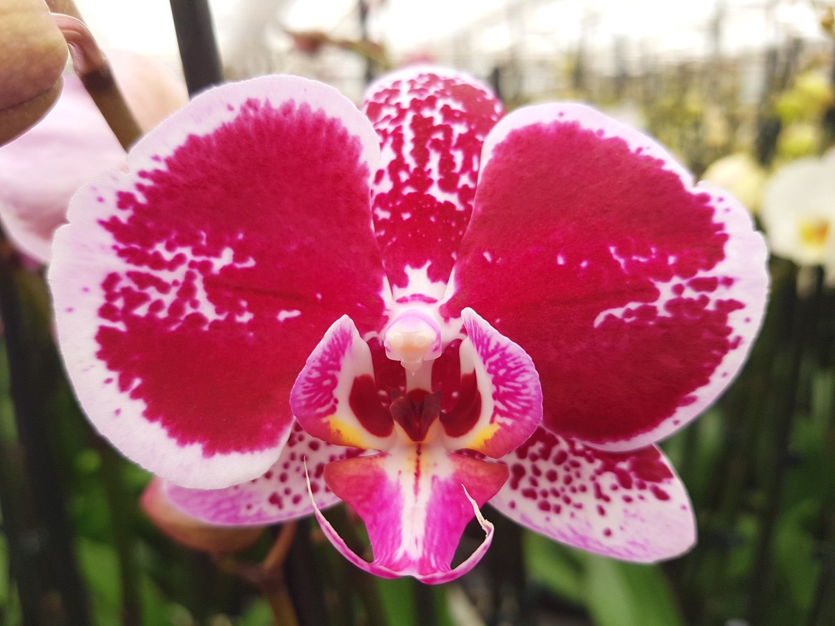 Butterflyandel's tweet photo. Wij gaan lekker rauw naar de volgende week, #kwaliteit https://t.co/2LkIOn57qa