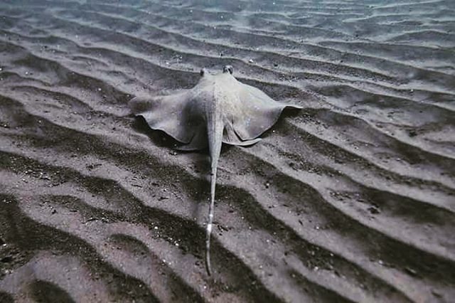 apneista's tweet image. Love this pic taken this week @marianto_v #bluespottedstingray #underwaterart #learntofreedive #apneistafreedivingbali #fundiving #bali #backpacking #freediving #apneista ift.tt/2Lc8New