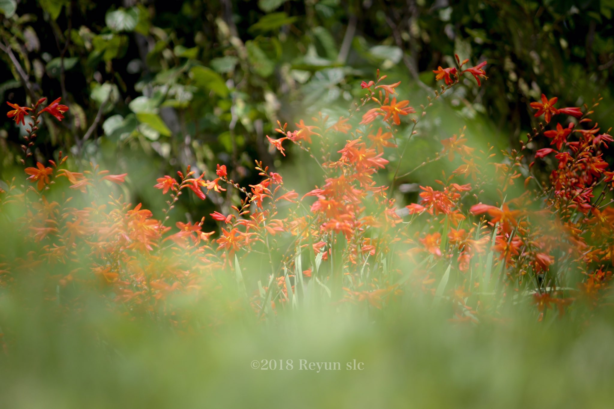 Reyun ヒメヒオウギズイセン 花言葉は 良い便り 良い方向へ 良い方向へ ヒメヒオウギズイセン モントブレチア Eoskissx5 Ef55 250mm 18年7月12日 T Co Y7z2jz5dlt Twitter