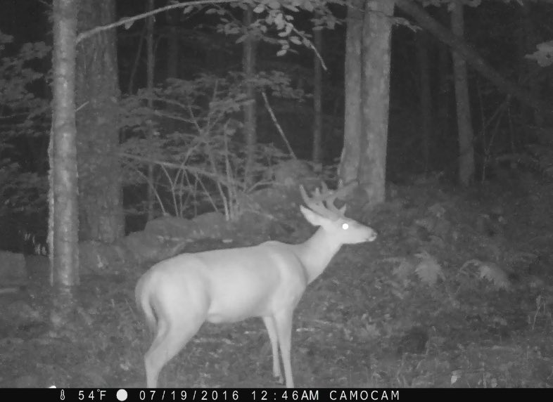 CamoCamPics's tweet photo. Hope this #buck shows up this on my @BrowningCams this year!! Watching them grow in Maine!! #mainebuck #velvet #darkops https://t.co/vD72Fdr0wG