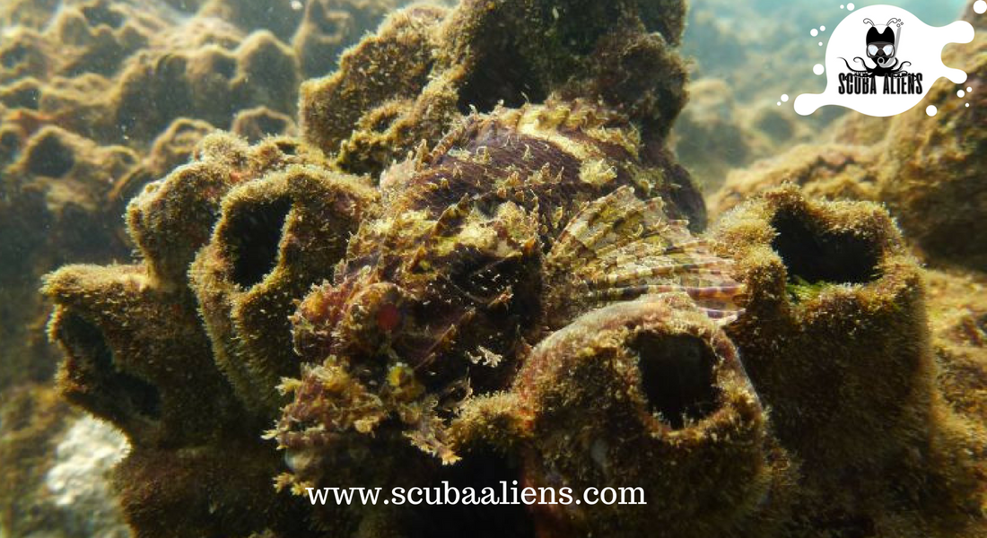ScubaAliens's tweet photo. "We Exist Underwater - @ScubaAliens @PADI Certified"
My #Favourite thing to do in this .planet is to #Scuba #Diving.
#scubadiving #wateraliens #weexistunderwater #underwateraliens #snorkeling #scubaaliens #PADI #scubadivingcourse #scubadivingpackages #coralreef #fish #boating https://t.co/ahjsUl1IZg