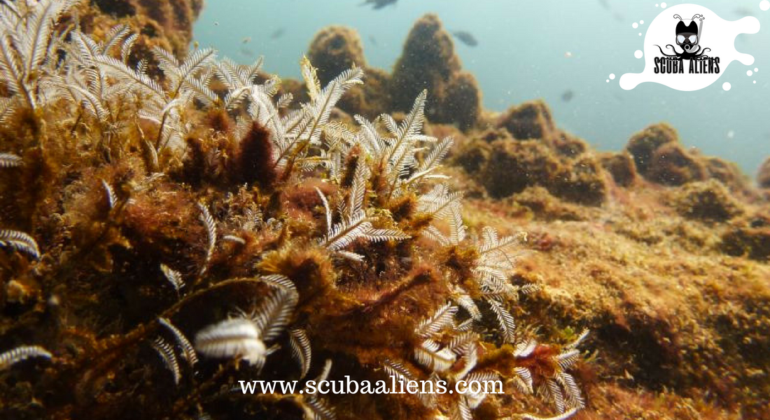 ScubaAliens's tweet photo. "We Exist Underwater - @ScubaAliens @PADI Certified"
My #Favourite thing to do in this .planet is to #Scuba #Diving.
#scubadiving #wateraliens #weexistunderwater #underwateraliens #snorkeling #scubaaliens #PADI #scubadivingcourse #scubadivingpackages #coralreef #fish #boating https://t.co/ahjsUl1IZg
