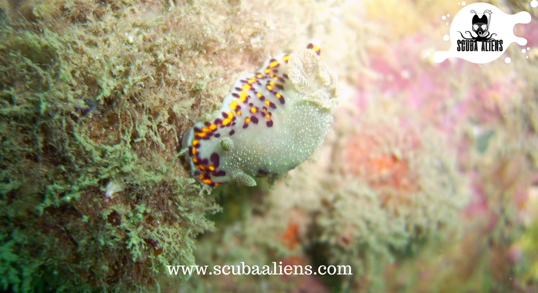 ScubaAliens's tweet photo. "We Exist Underwater - @ScubaAliens @PADI Certified"
My #Favourite thing to do in this .planet is to #Scuba #Diving.
#scubadiving #wateraliens #weexistunderwater #underwateraliens #snorkeling #scubaaliens #PADI #scubadivingcourse #scubadivingpackages #coralreef #fish #boating https://t.co/ahjsUl1IZg