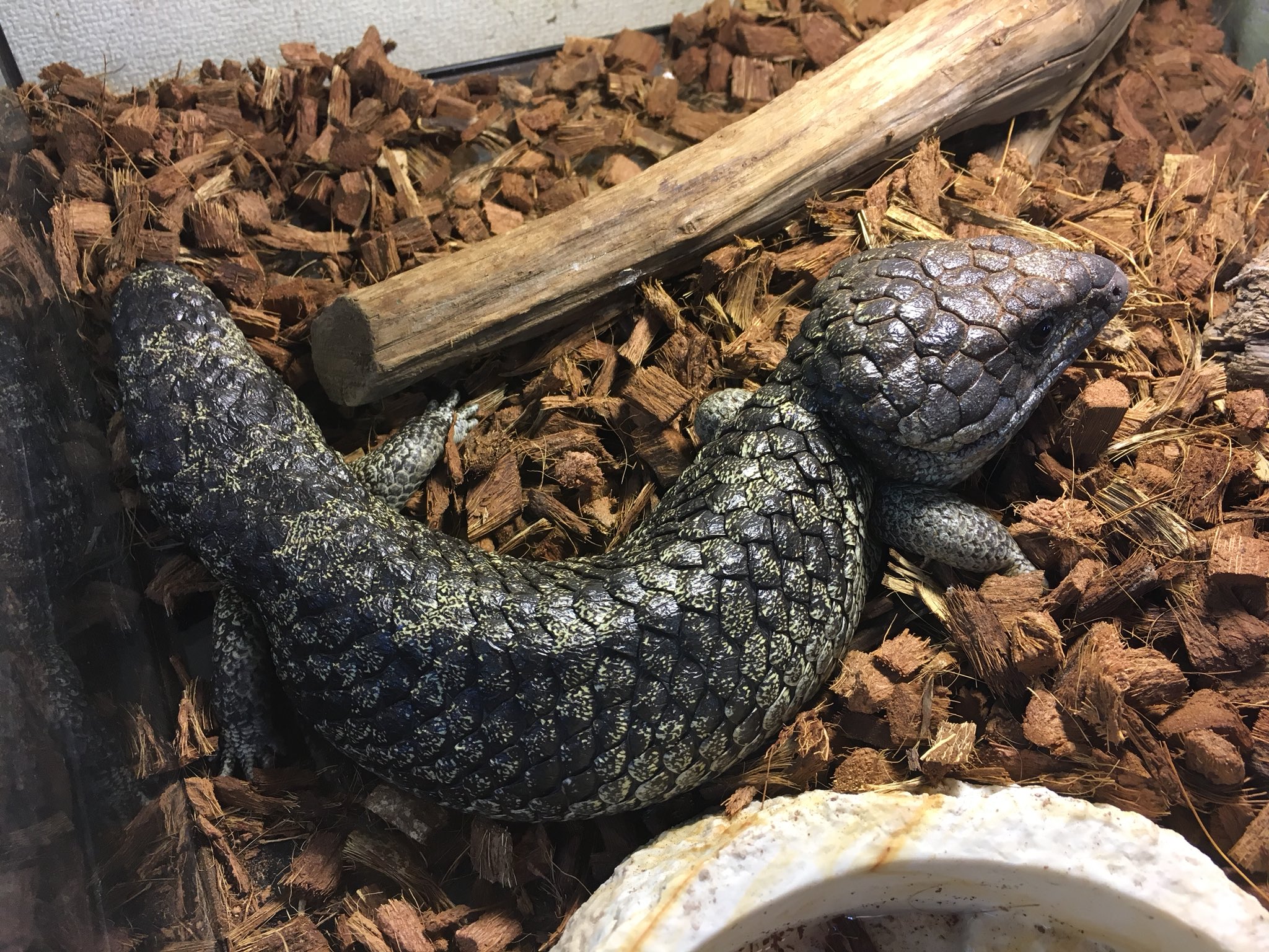 Sauria守口店 ロットネスマツカサトカゲ ベビーからの飼い込みで 背中に金粉をふりかけた様で綺麗な個体です ロットネスは最近全然見ないですねぇ お探しだった方はお早めにどうぞ お問い合わせお待ちしております ๑ ๑ T Co 5ahe92k8e3