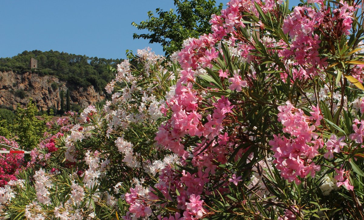 aphilibert83's tweet image. #JeudiPhoto Explosion de lauriers... #MagnifiqueFrance #Cotignac #Provence @MairieCotignac @Provence_Verte @Tourisme_PACA