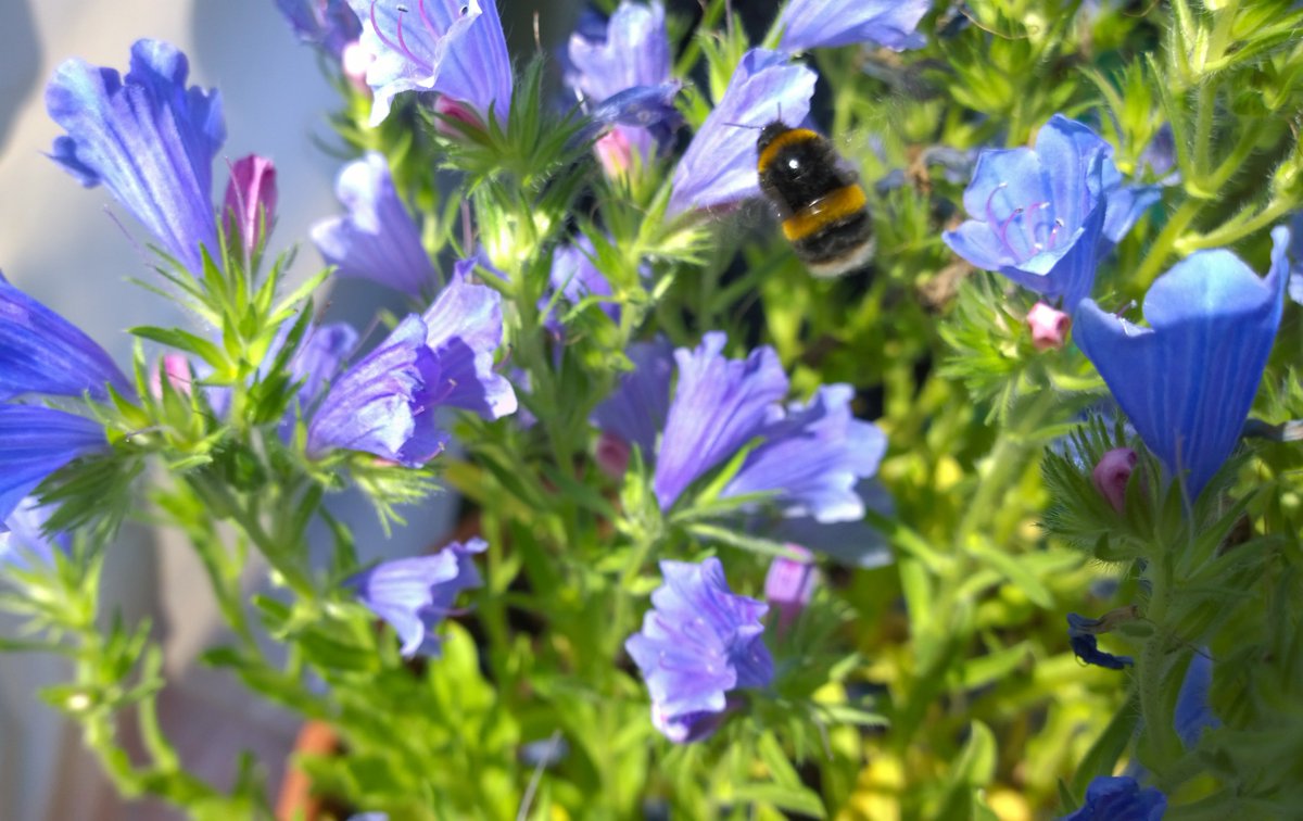 Bright blue flowers with a bee on them
