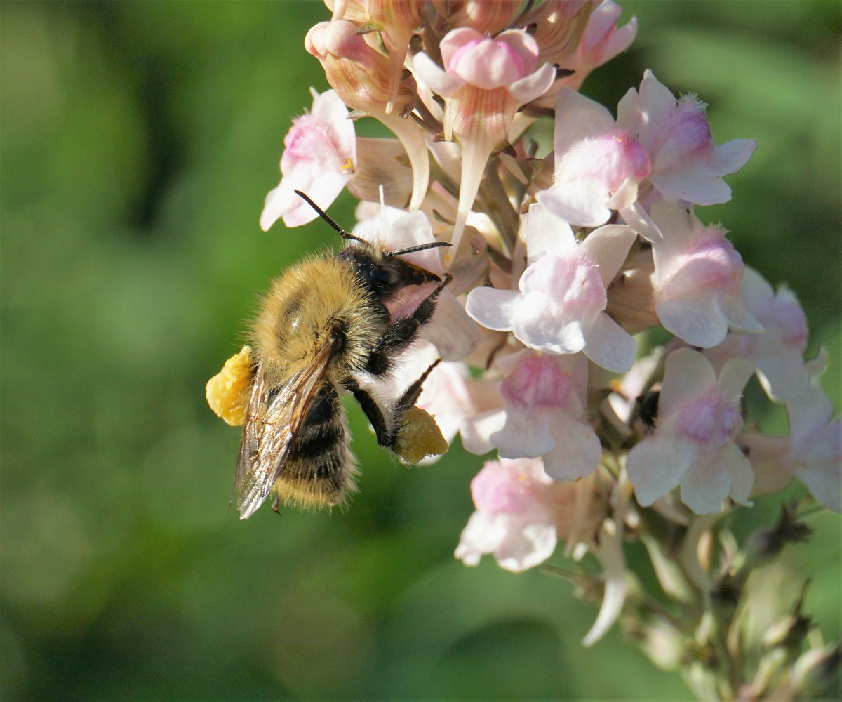 Beige and black bee with large pollen baskets on a pale pink flower